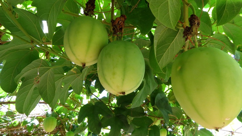 0-Maracuja BRS Perola do Cerrado-Araci Alonso