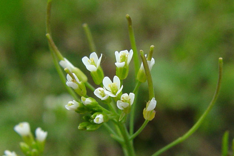 Arabidopsis thaliana