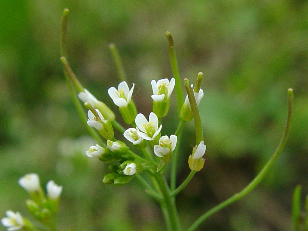 Arabidopsis thaliana