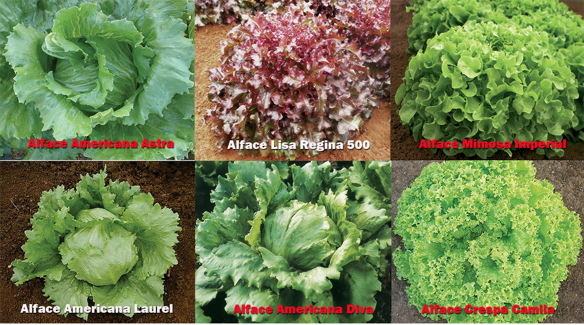 Linha Topseed Premium de alface da Agristar