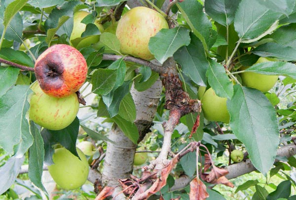 cancro_europeu_doenca_macieira