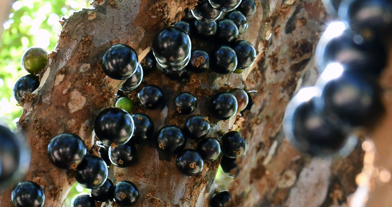 jabuticaba