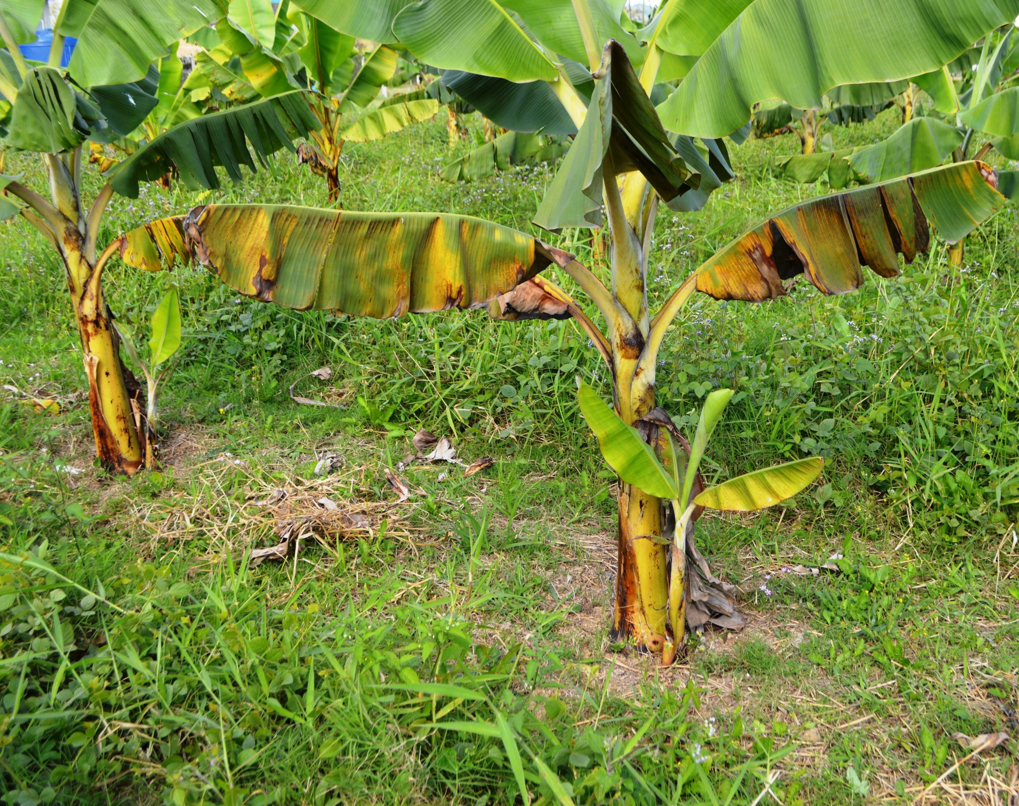 Acaro vermelho em bananeiras foi identificado pela Epagri em SC