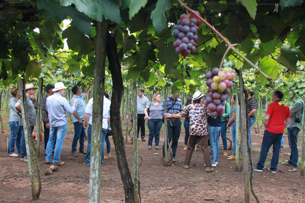 producao de uva em Sinop_MT