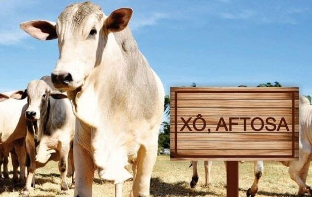 rebanho_xo aftosa