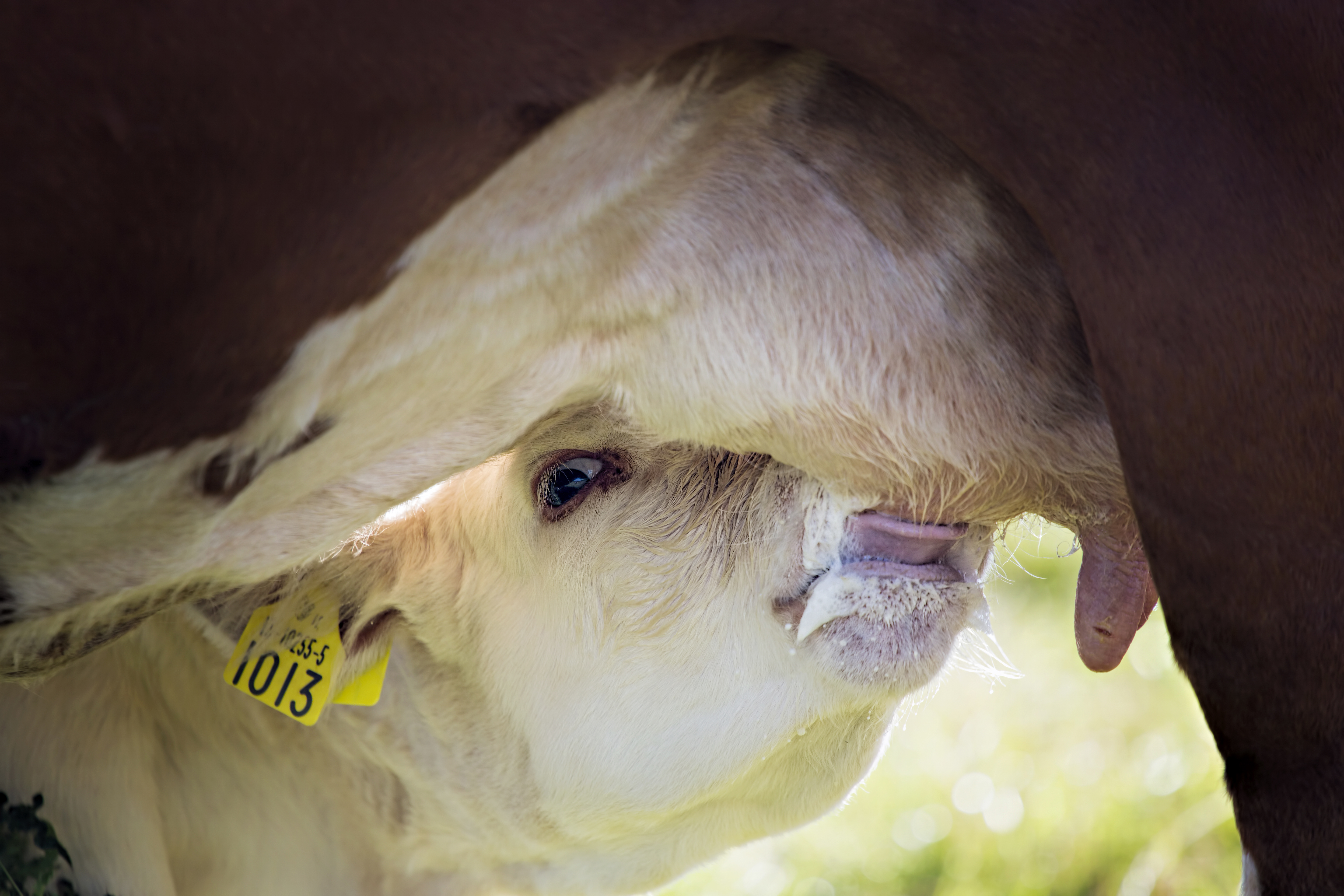 colostro_foto divulgacao