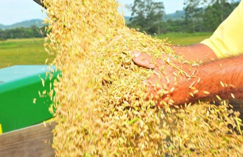 colheita de arroz