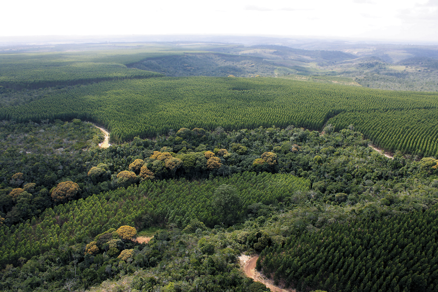 Mosaic landscape by Gleison Rezende (1) (1)