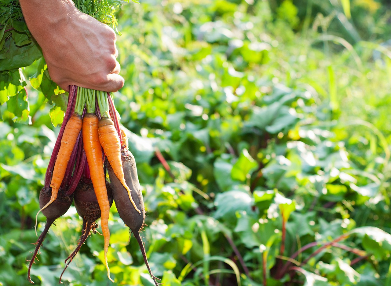 alimentos organicos2