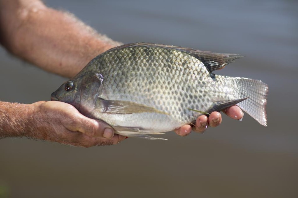 tilapia no PR