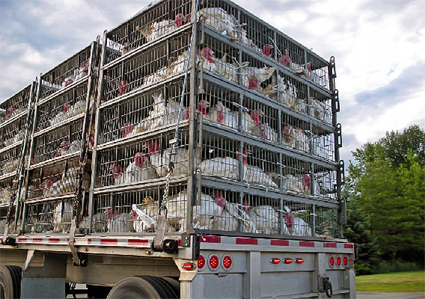1_transporte de aves