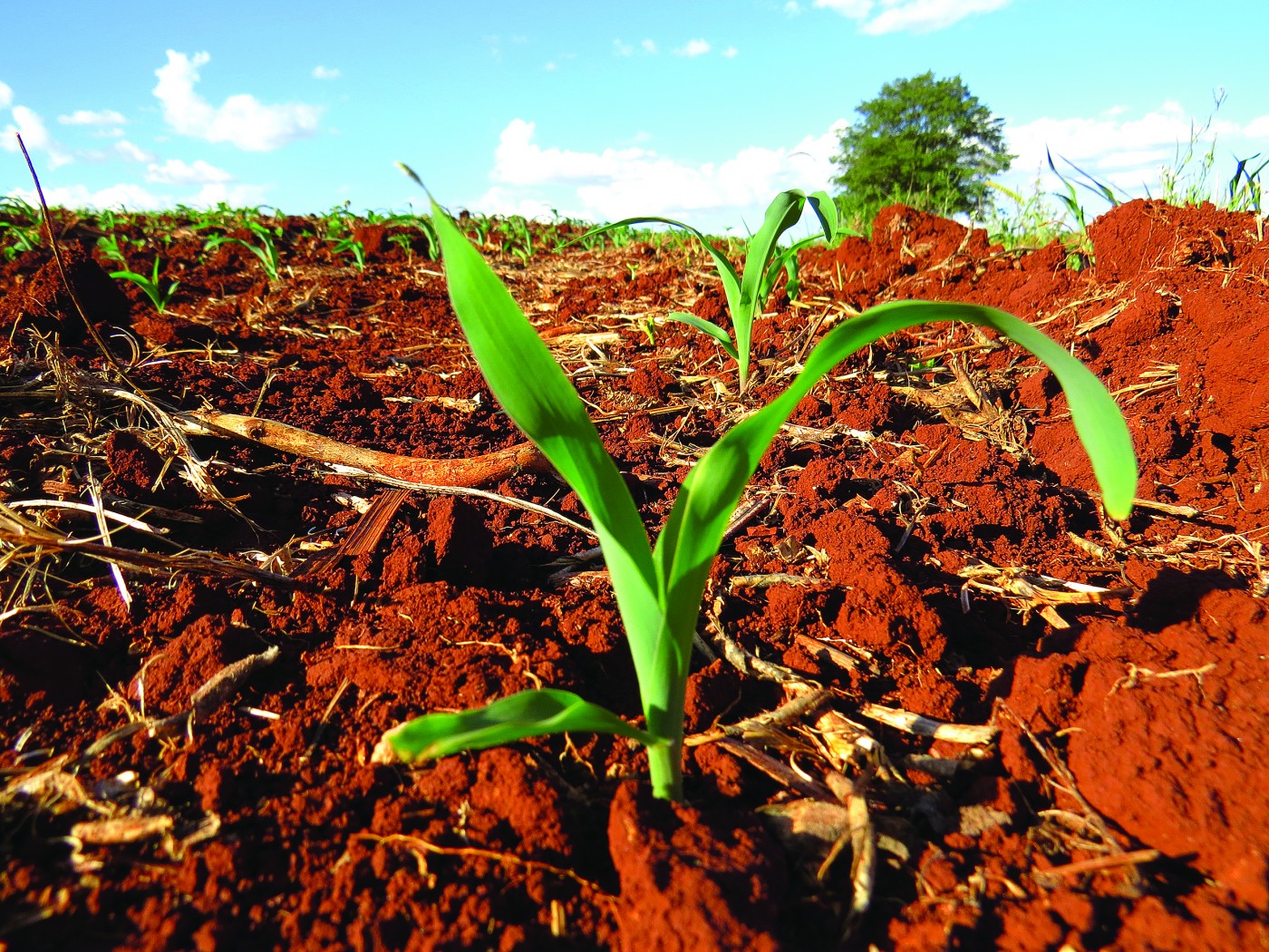 Plano Safra 2019_2020_foto divulgacao