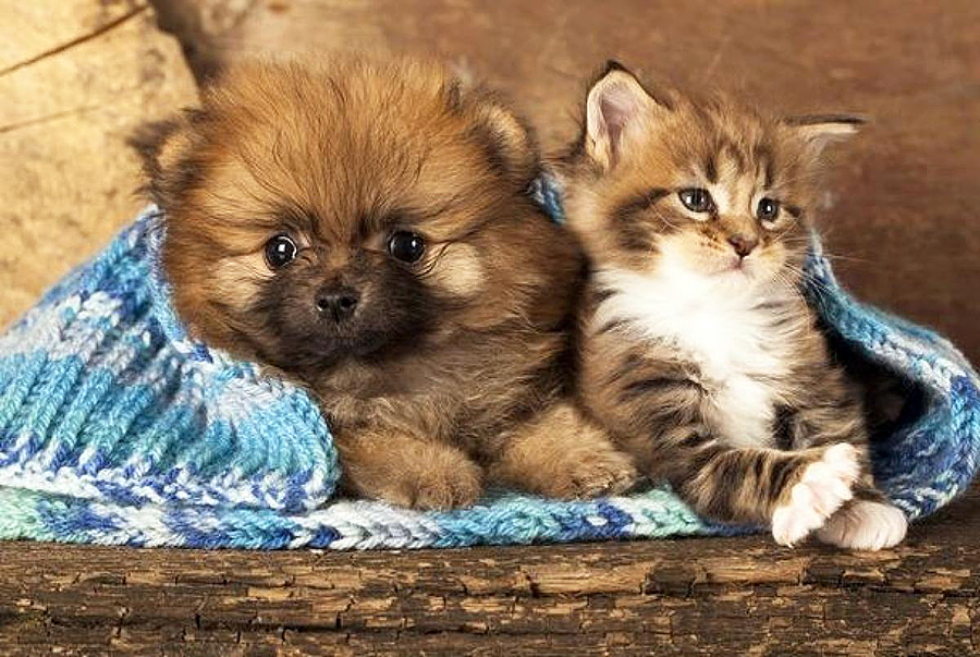 filhotes de cao e gato