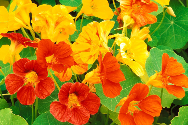 0- FOTO ABRE- capuchinha-Pic2.me