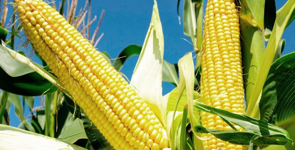 1_milho_foto divulgacao