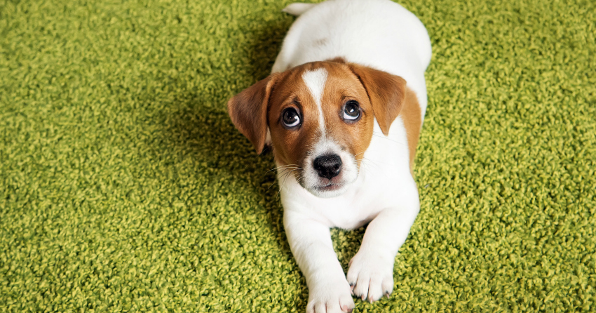 Puppy Jack russell terrier lying on a carpet and  looking up guilty.