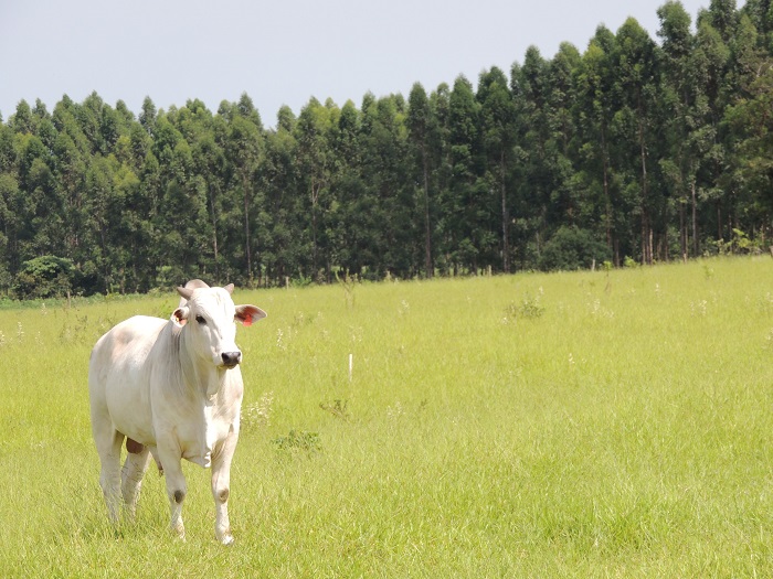 pastagem_divulgacao Embrapa