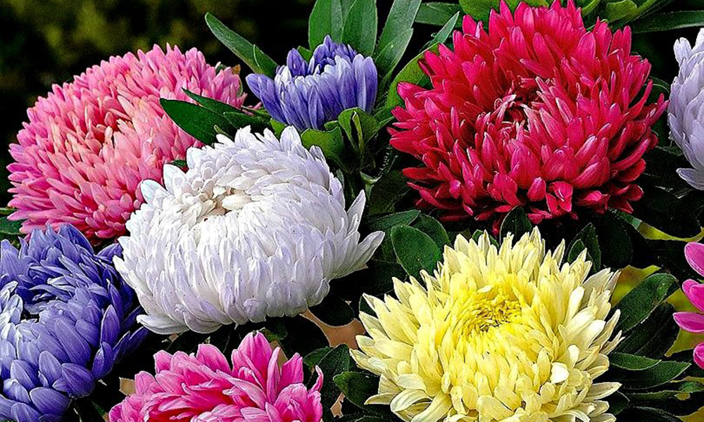 724-Flores-Box02