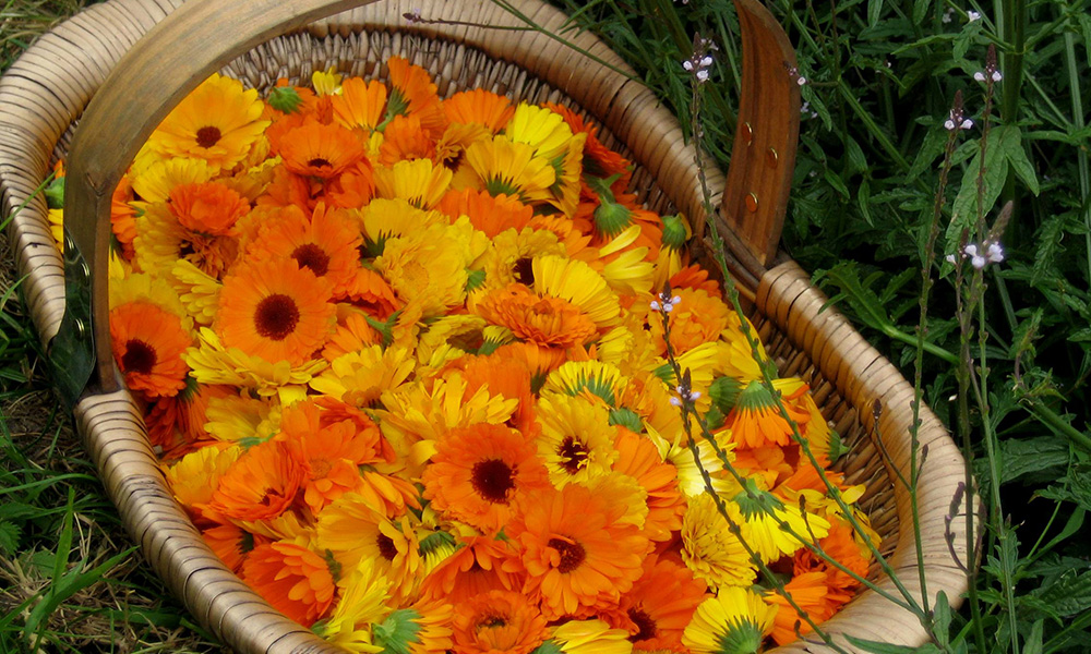 724-Flores-Box03