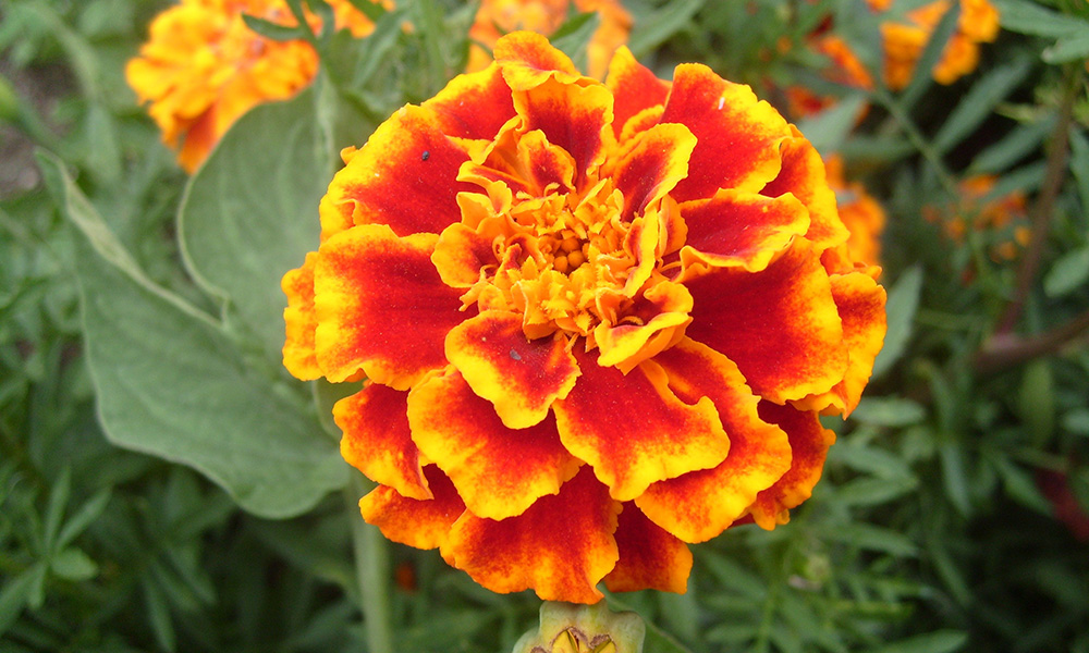 724-Flores-Box04