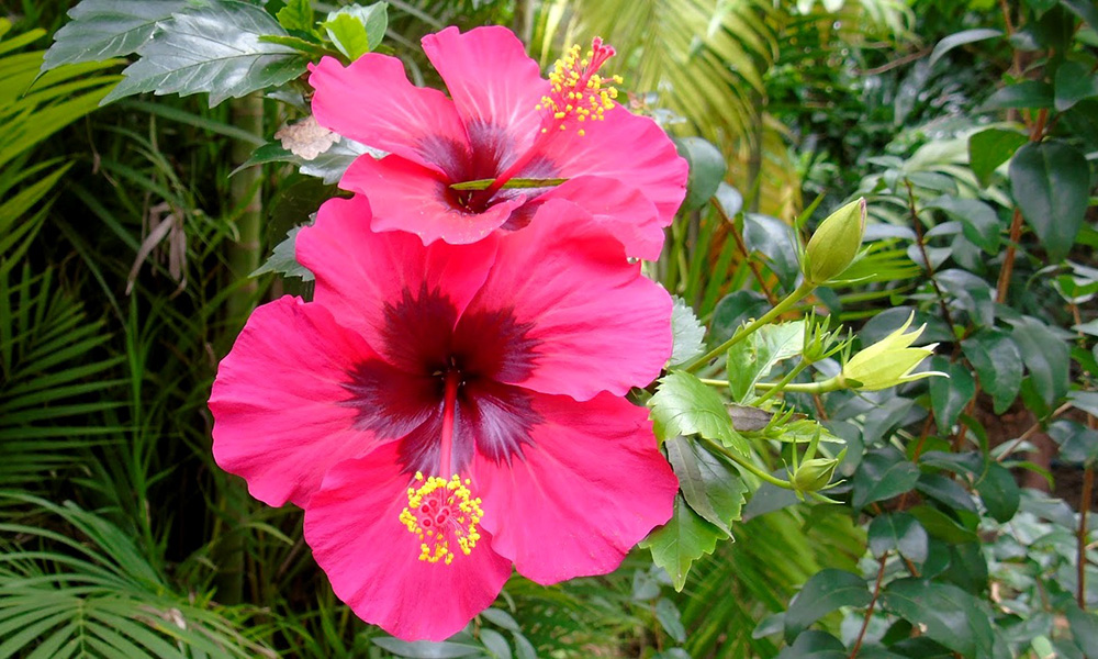 724-Flores-Box06