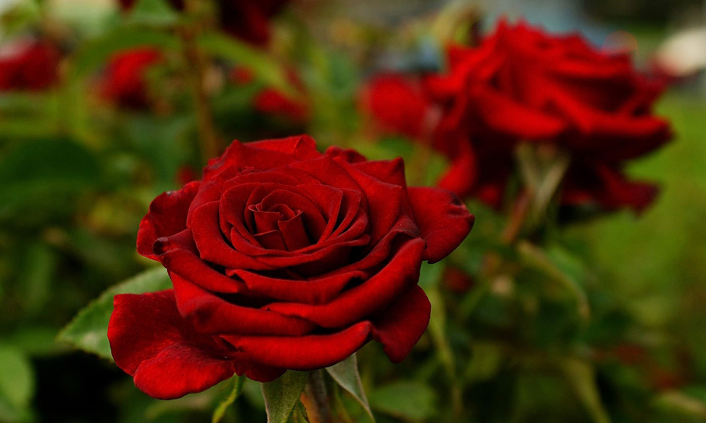724-Flores-Box09