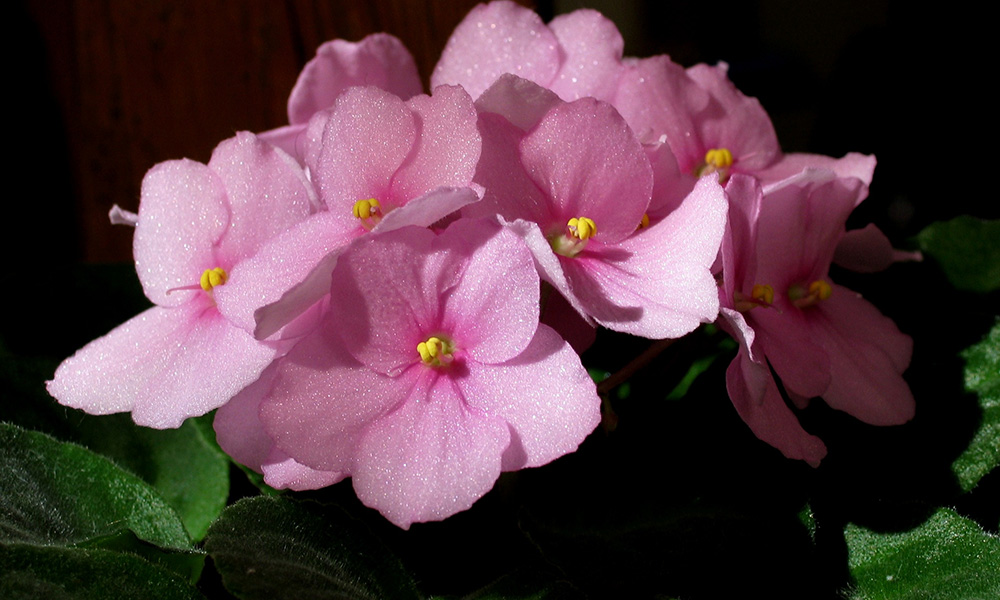 724-Flores-Box10