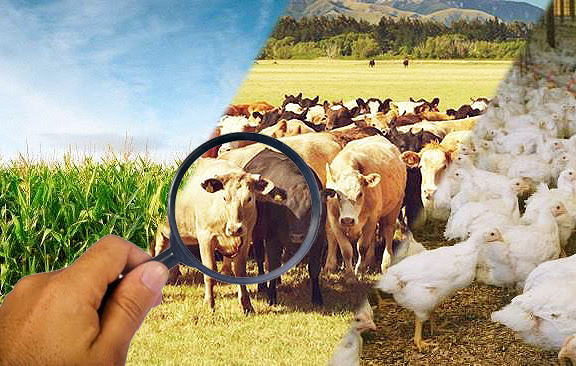 Observatorio da Agropecuaria Brasileira_Foto Montagem A Lavoura