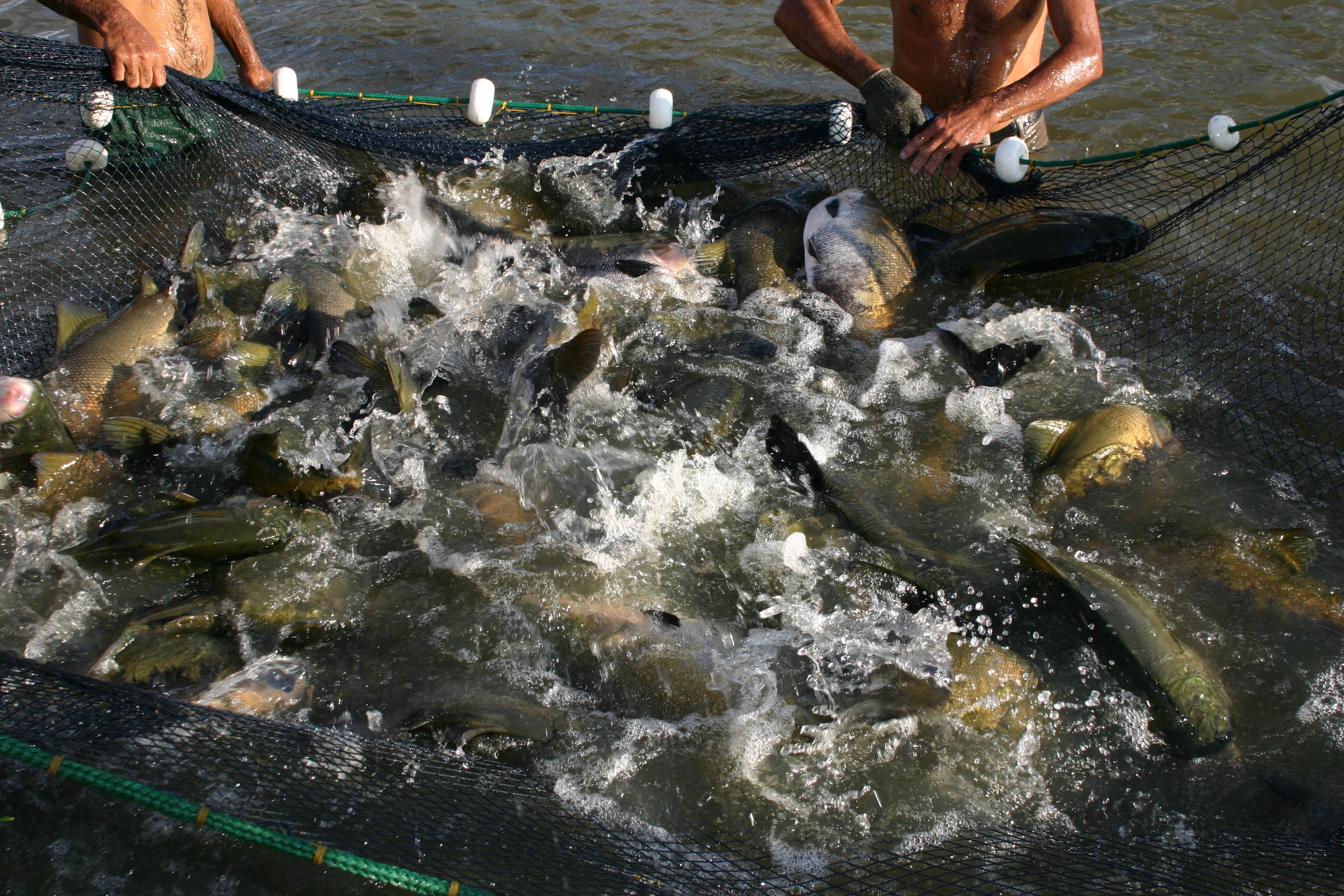 Peixe_foto divulgacao