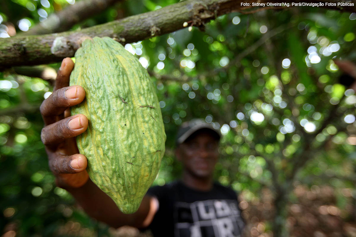 Produtor de cacau do Para_Foto Sidney Oliveira_Divulgacao Fotos Publicas
