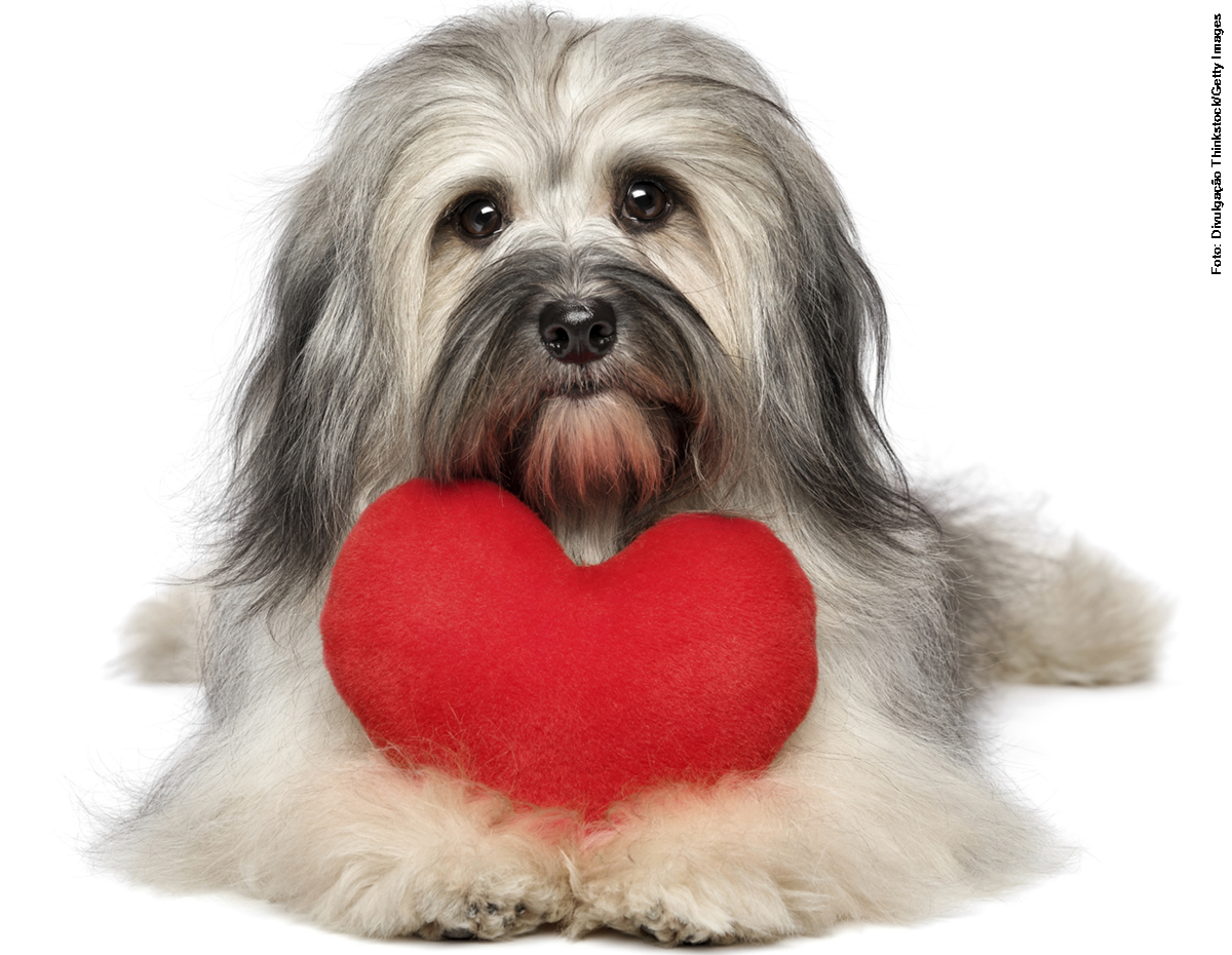 caozinho_Foto Divulgacao Thinkstock_Getty Images