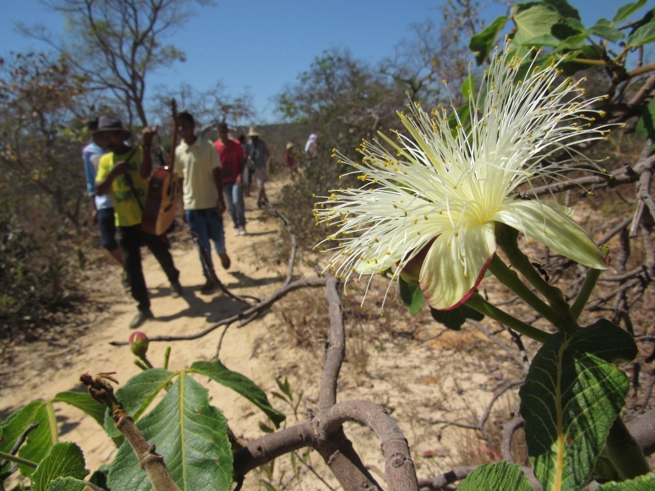 flor do cerrado