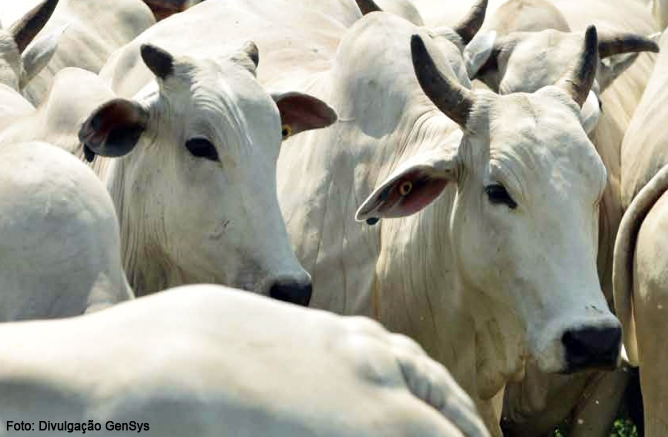 touros_foto divulgacao GenSys