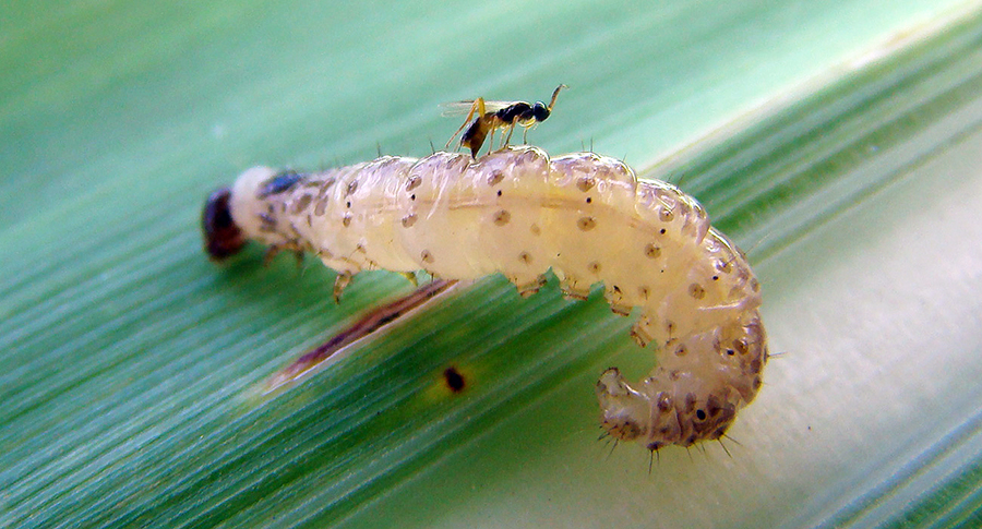 vespa Cotesia Flavipes_foto divulgacao