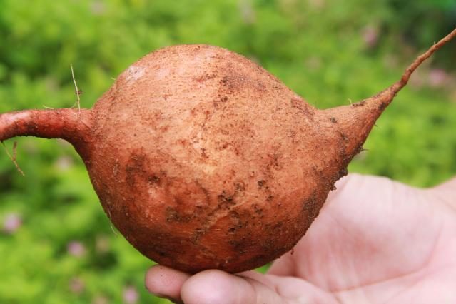 Batata doce biofortificada_foto Divulgacao Embrapa