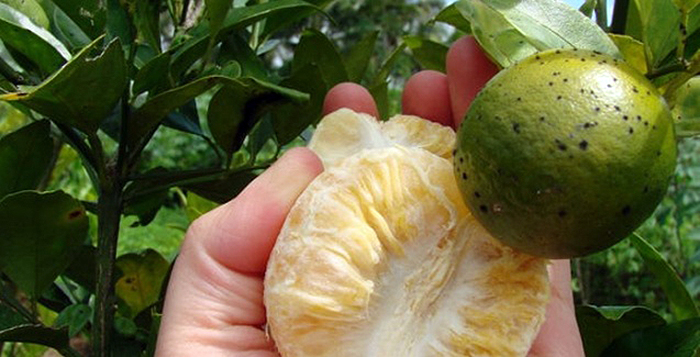 Greening_Foto Divulgacao