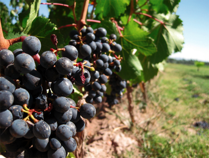 INDICACAO GEOGRAFICA