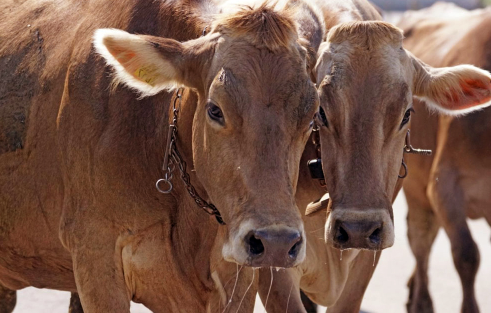 Pecuaria_Foto Divulgacao