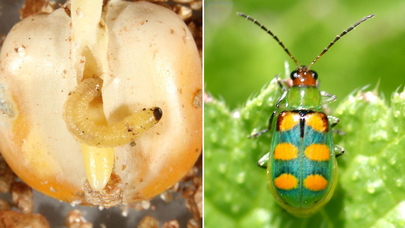 Vaquinha_Embrapa-Paulo-Lanzetta-e-Jovenil-da-Silva