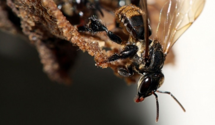 abelha canudo_foto Divulgacao Fapesp