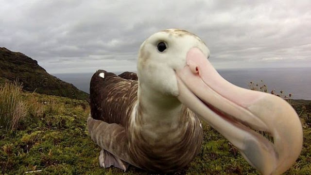 albatroz