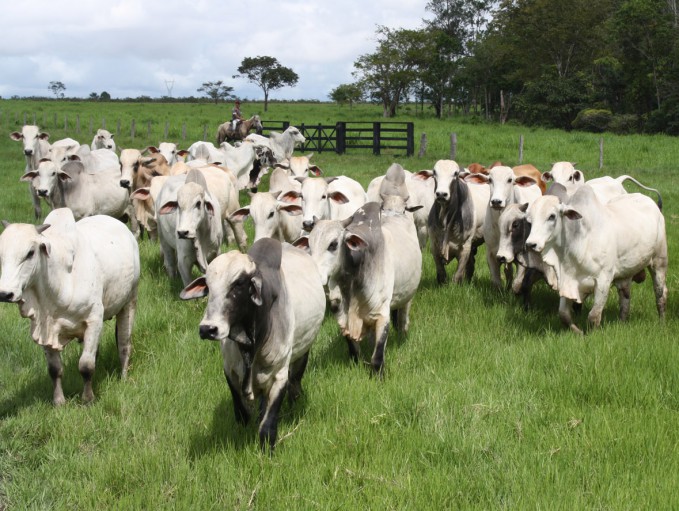 rebanho_foto divulgacao