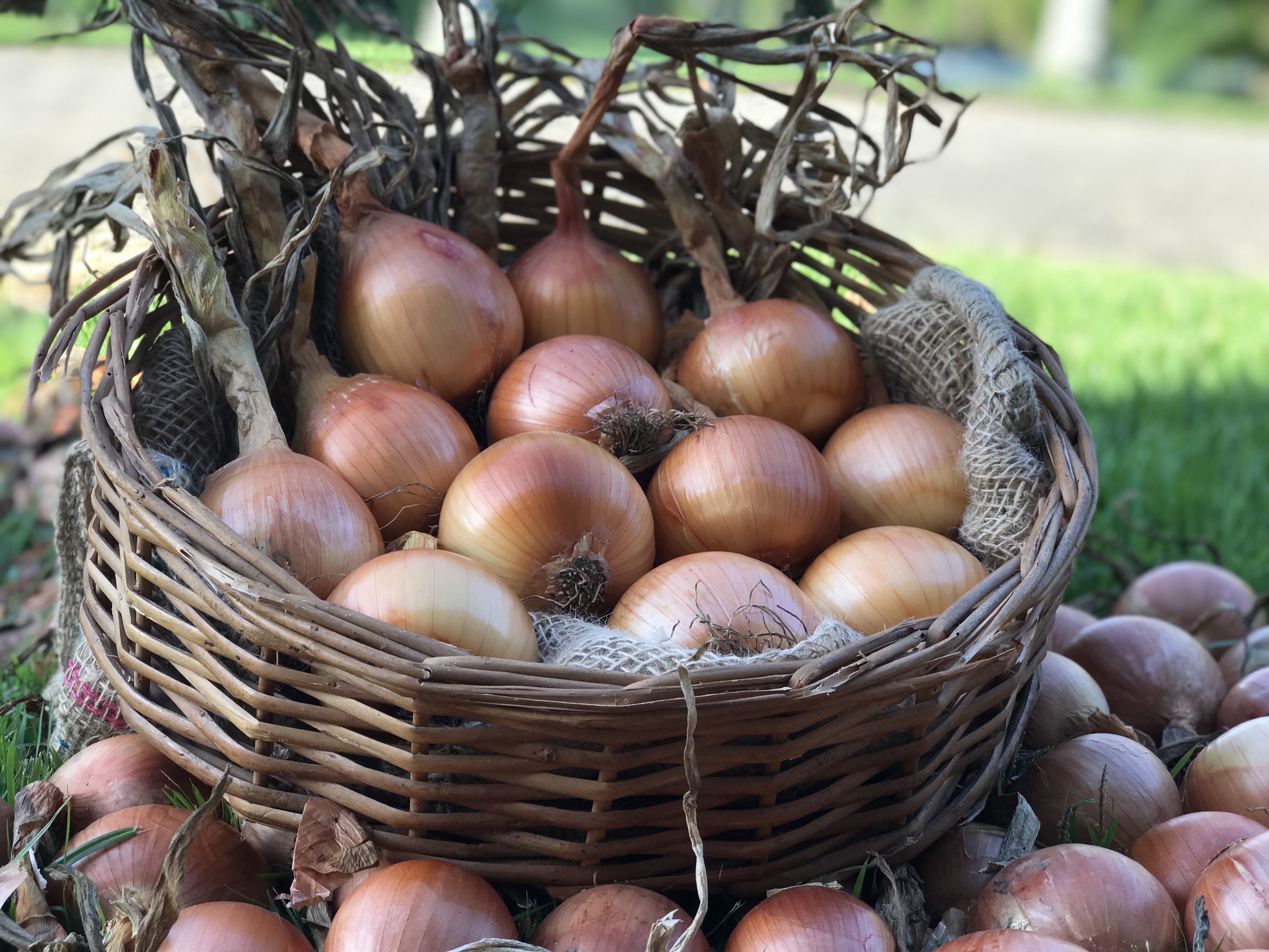 Cebola Robusta plantacao_Foto Divulgacao Epagri2