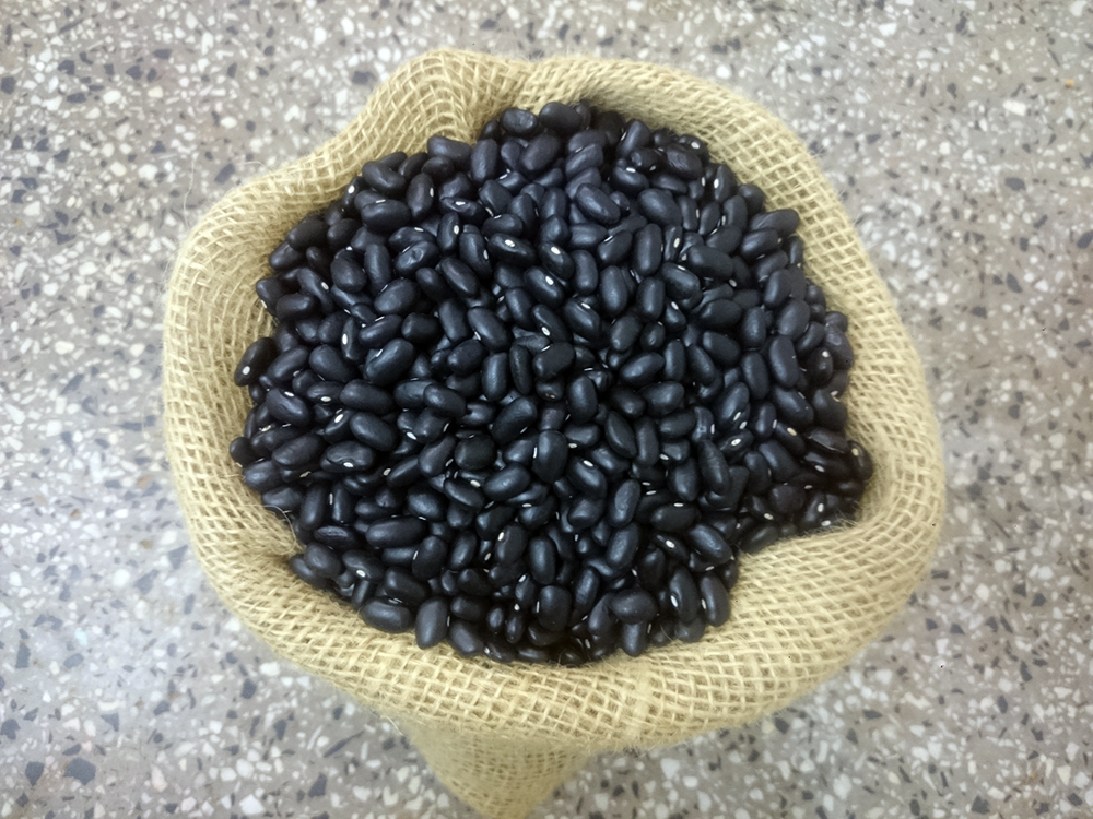 Feijao Potencia_Divulgacao Epagri2