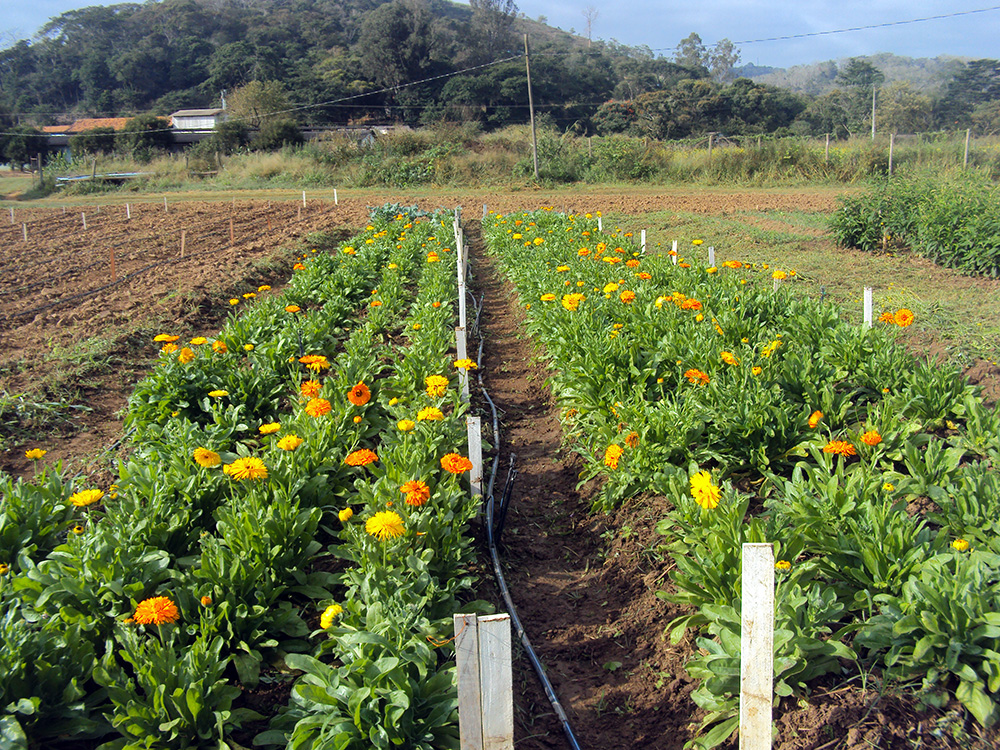 Flores de calendula possuem propriedades antiinflamatorias_Foto Divulgacao Epamig