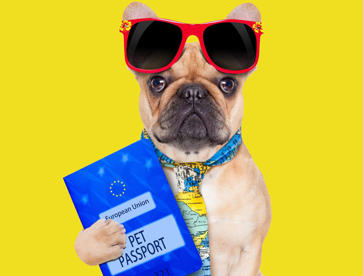 Pet-passport_Foto Divulgacao Shutterstock