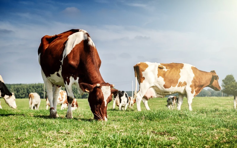 VBP pecuaria_Foto Divulgacao