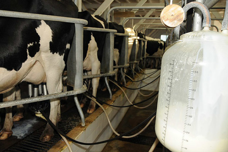 1_Pecuaria leiteira_Foto Keke Barcel_Divulgacao Embrapa