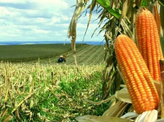 2_milho consorciado com braquiaria_Foto Divulgacao