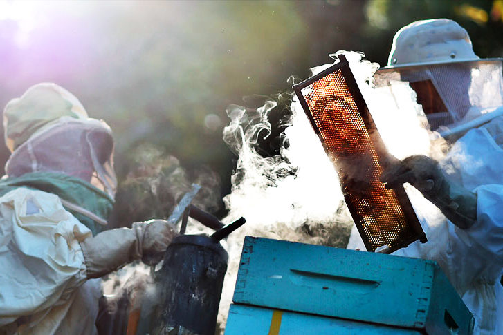 Apicultura_Foto Andre Borges_Agencia Brasilia